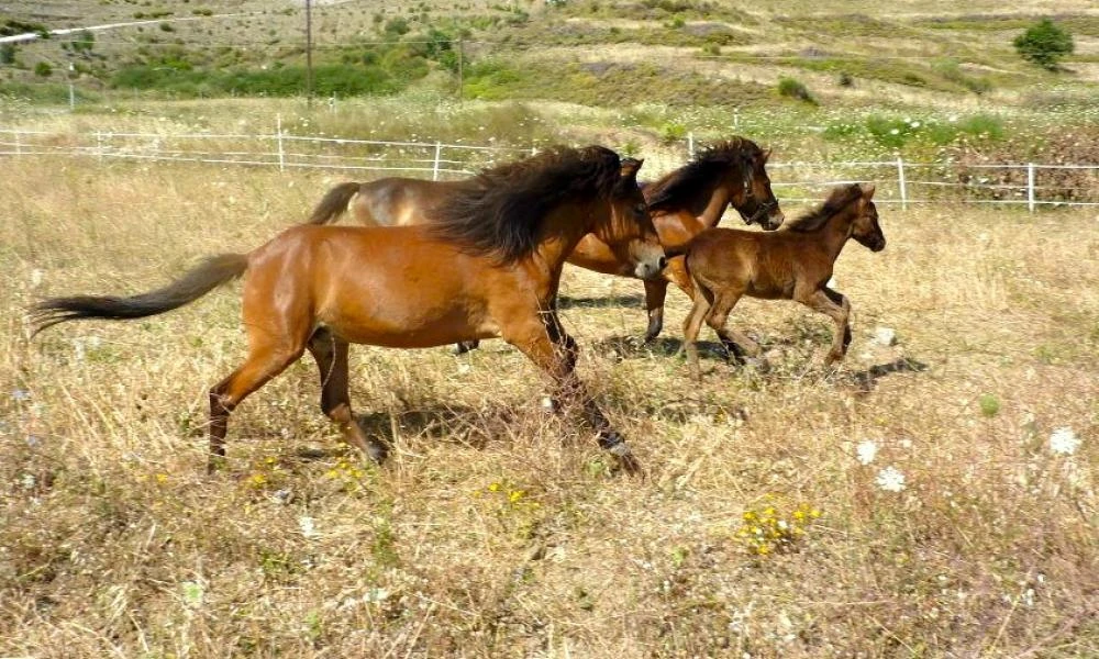 Υπό εξαφάνιση το σκυριανό αλογάκι - Τι αναφέρει ο μεγαλύτερος εκτροφέας για τη διάσωση τους; (βίντεο)